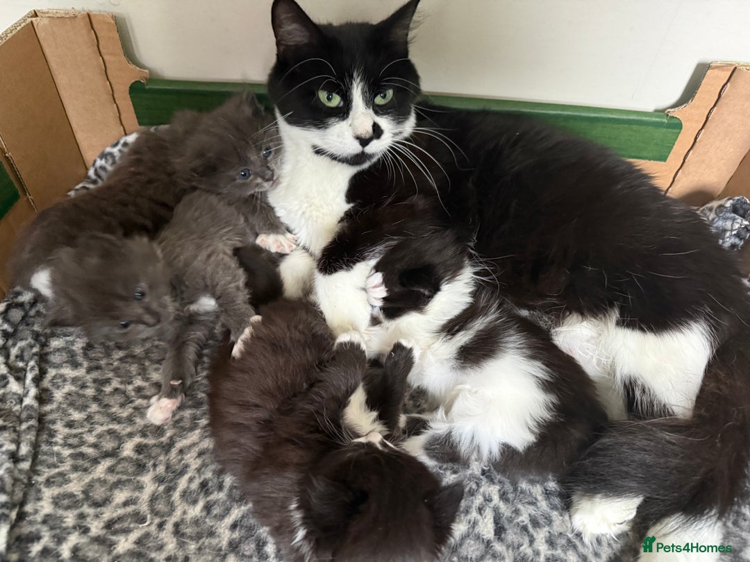 British Shorthair cats for sale: Kittens - Advert 1