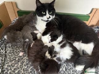 British Shorthair cats Kittens - Advert 2