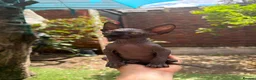 Sphynx cats for sale: One couple of fan in London - Advert 8
