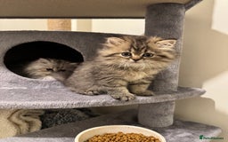 Persian cats for sale: Persian Kittens - 2 Males & 2 Females  - Image 3