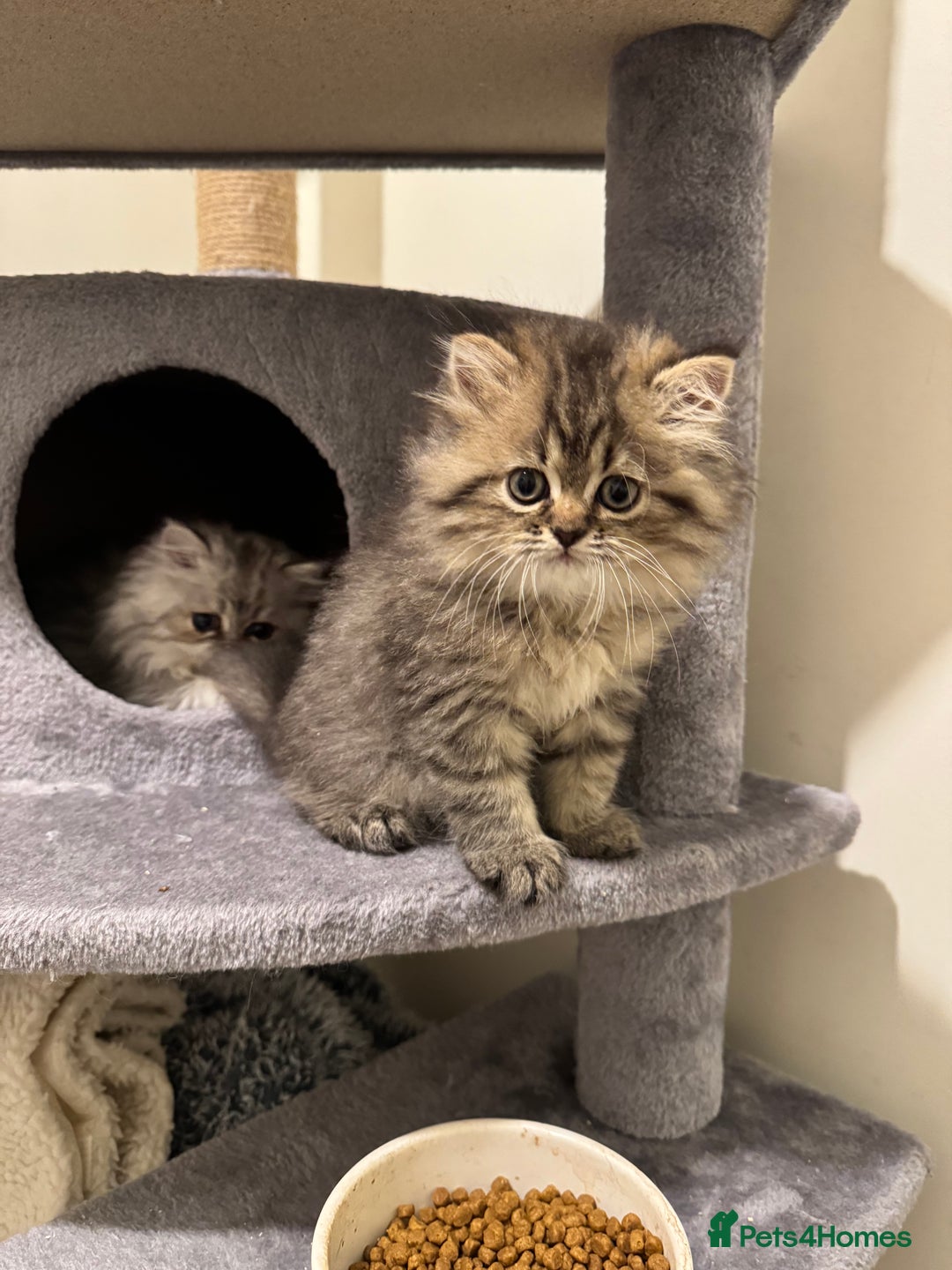 Persian cats for sale: Persian Kittens - 2 Males & 2 Females  - Image 3