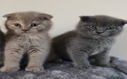 Scottish Fold cats for sale: Only 1 🐱 left.Scottish fold x BSH kittens - Image 5