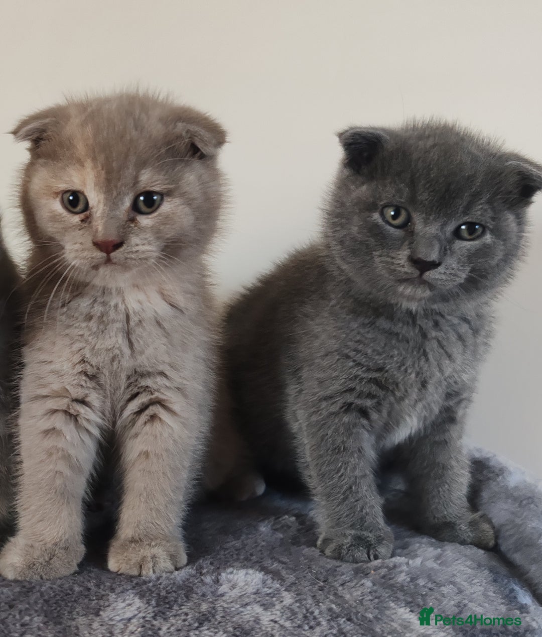 Scottish Fold cats for sale: Only 1 🐱 left.Scottish fold x BSH kittens - Image 5