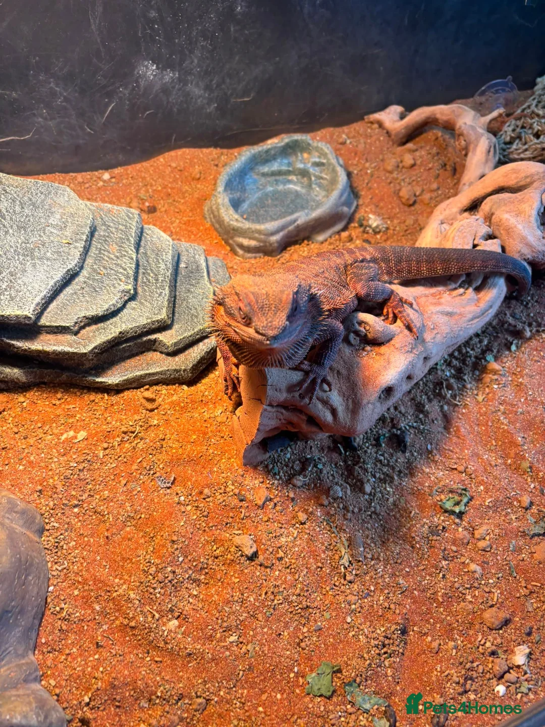 Bearded Dragon reptiles for sale: Bearded dragon Red Monster in Crewe - Advert 6