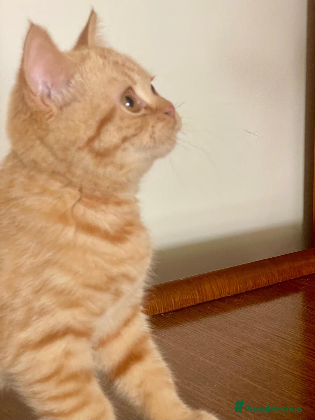 British Shorthair cats for sale: Pancake & Maple Syrup - BSH sisters  in Southampton - Image 14