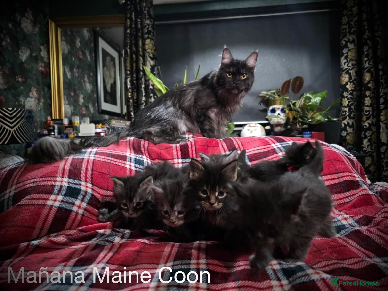 Maine Coon cats Russian lineage Maine coon kittens - Advert 5