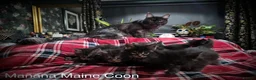 Maine Coon cats for sale: Russian lineage Maine coon kittens - Advert 1
