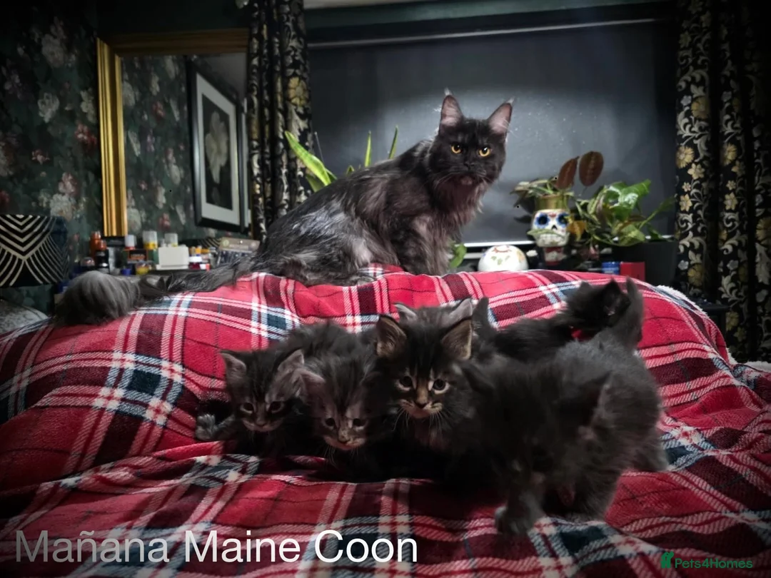 Maine Coon cats for sale: Russian lineage Maine coon kittens - Advert 1