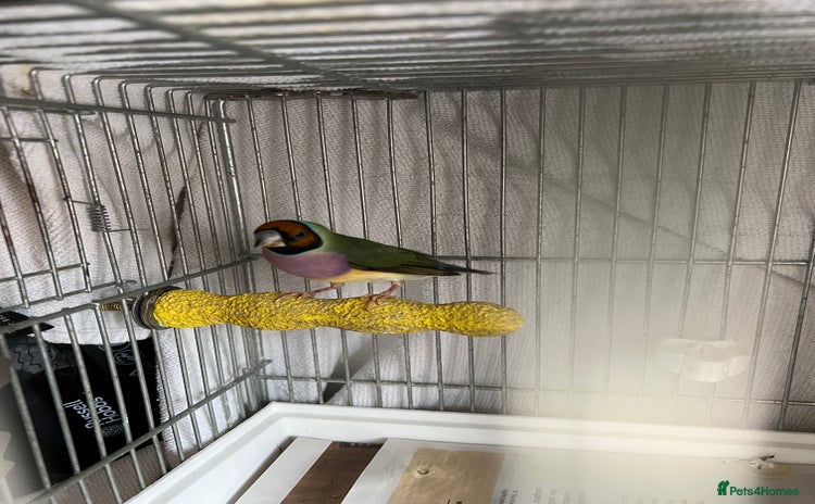 Finches birds - Advert 1
