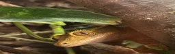 Gecko reptiles for sale: Stunning pair of breeding geckos - Advert 1