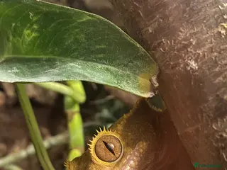 Gecko reptiles Stunning pair of breeding geckos - Advert 3