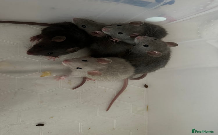 Rat rodents - Advert 12