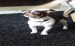 Jack Russell dogs for stud: Jackawawa for stud  - Image 2