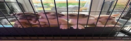 French Bulldog dogs for sale: 🐾 FRENCH BULLDOG PUPPIES 🐾 - Advert 16