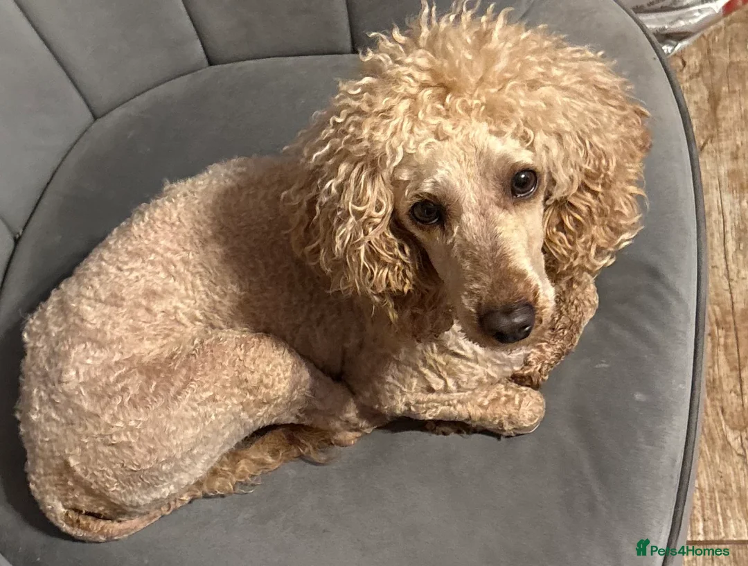 Toy Poodle dogs for sale: Kc registered female  - Advert 1