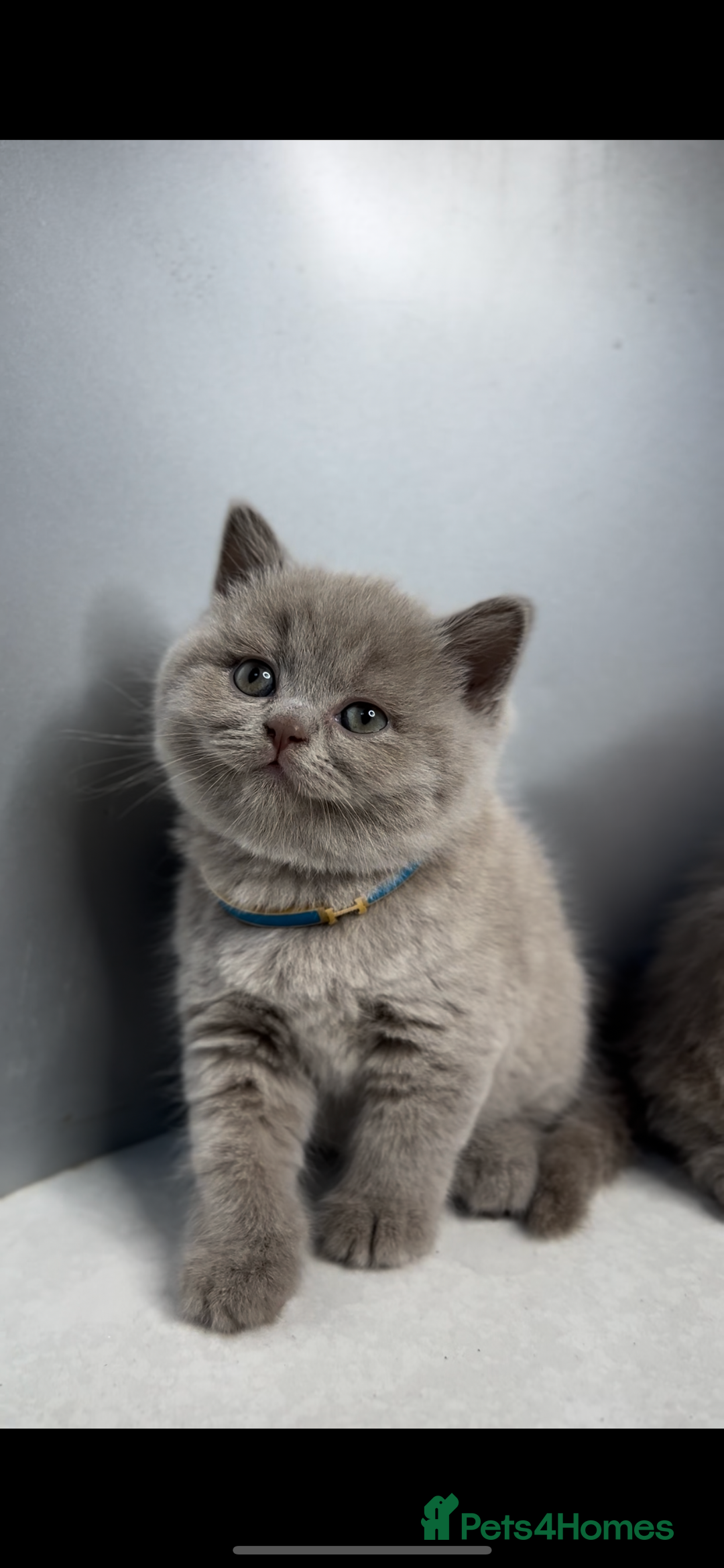 British Shorthair cats for sale: Last Female Lilac BSH TIKTOK FAMOUS  - Image 7