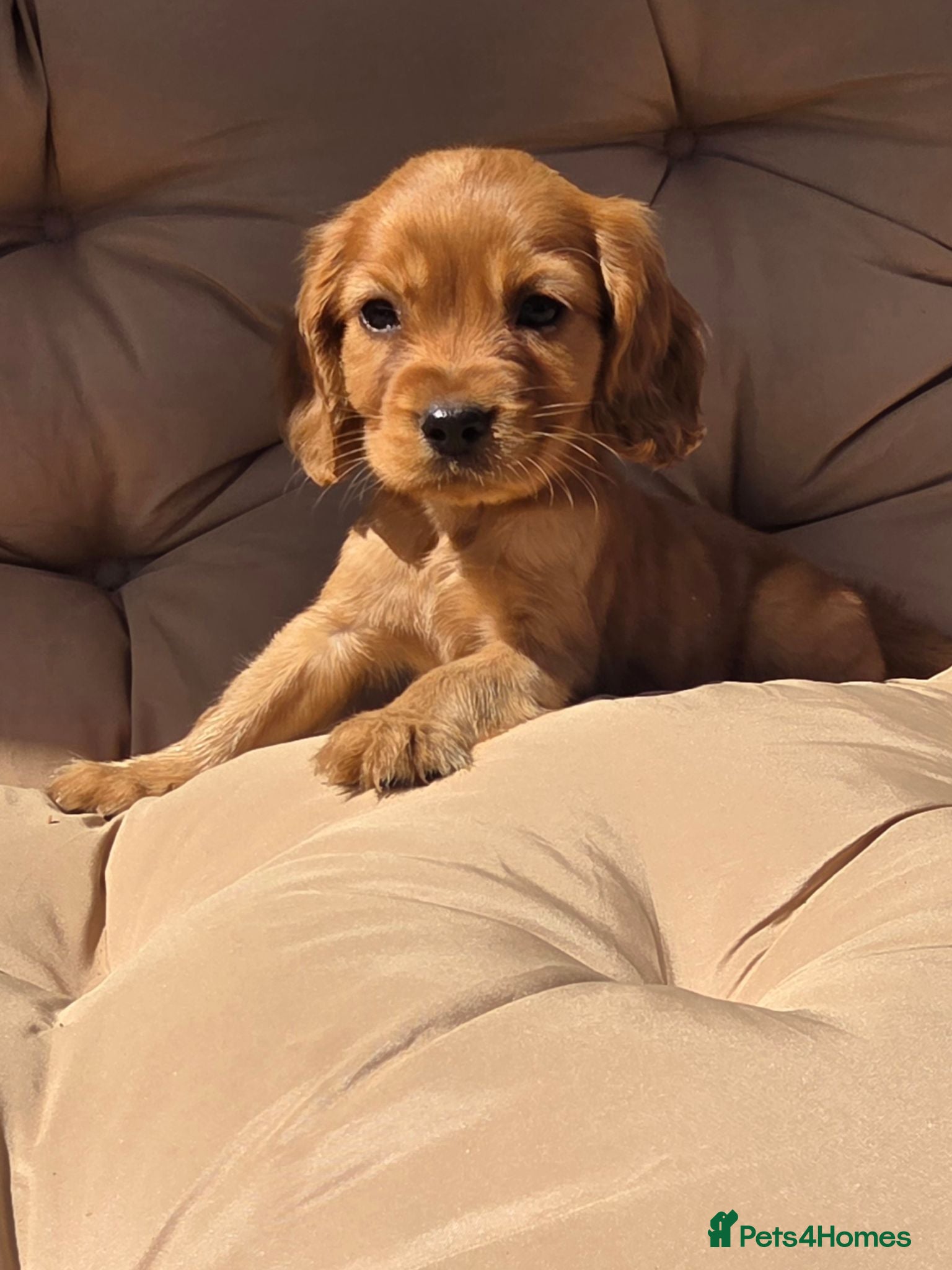 Cavalier King Charles Spaniel dogs Beautiful cavalier puppies  - Advert 1