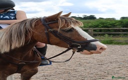 Welsh Section D horses for sale: 🌟 Gorgeous – Quality Welsh Section D – 14.2hh 🌟 - Image 2