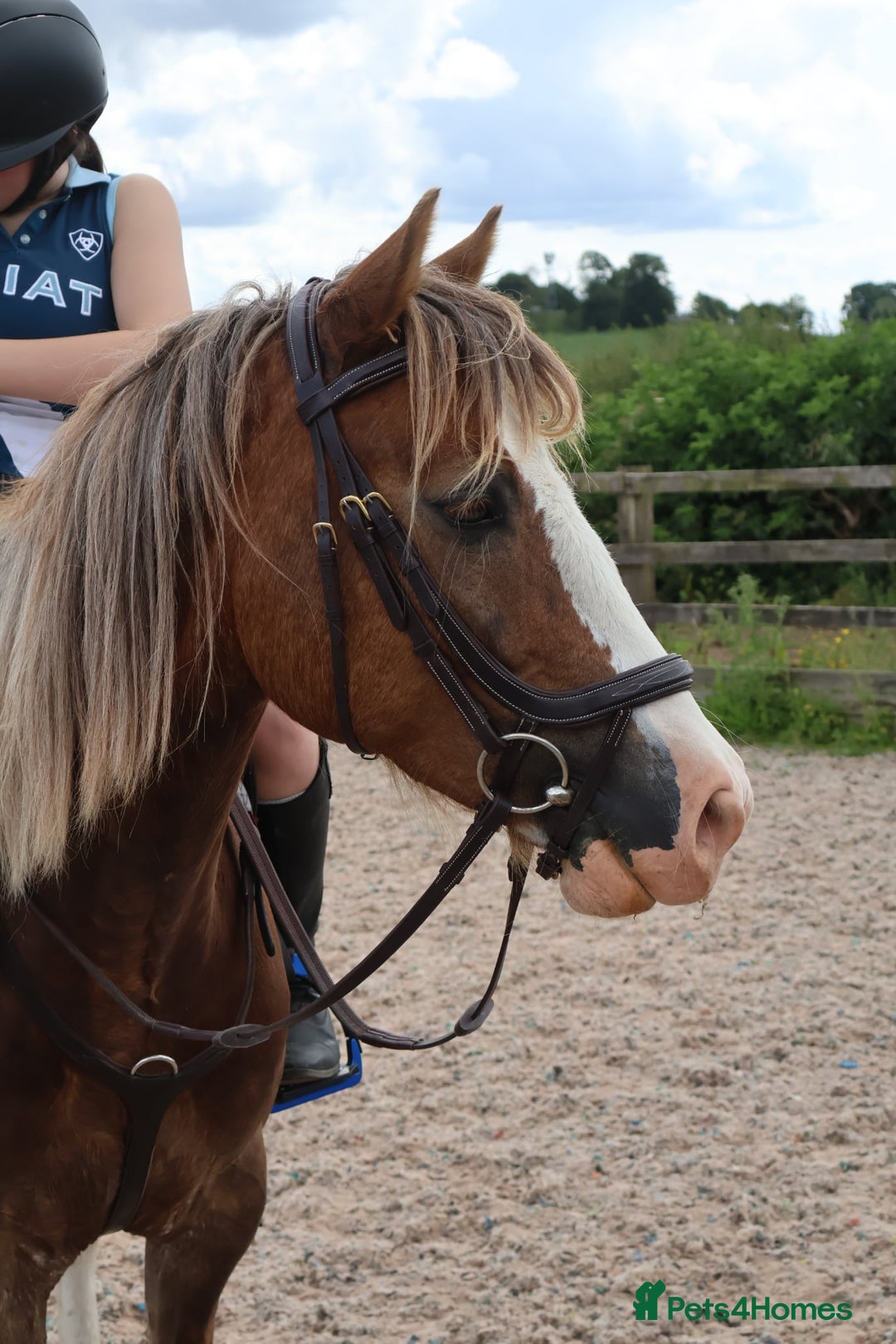 Welsh Section D horses for sale: 🌟 Gorgeous – Quality Welsh Section D – 14.2hh 🌟 - Image 2