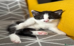 European cats for sale: Playful boy litter trained  - Image 1