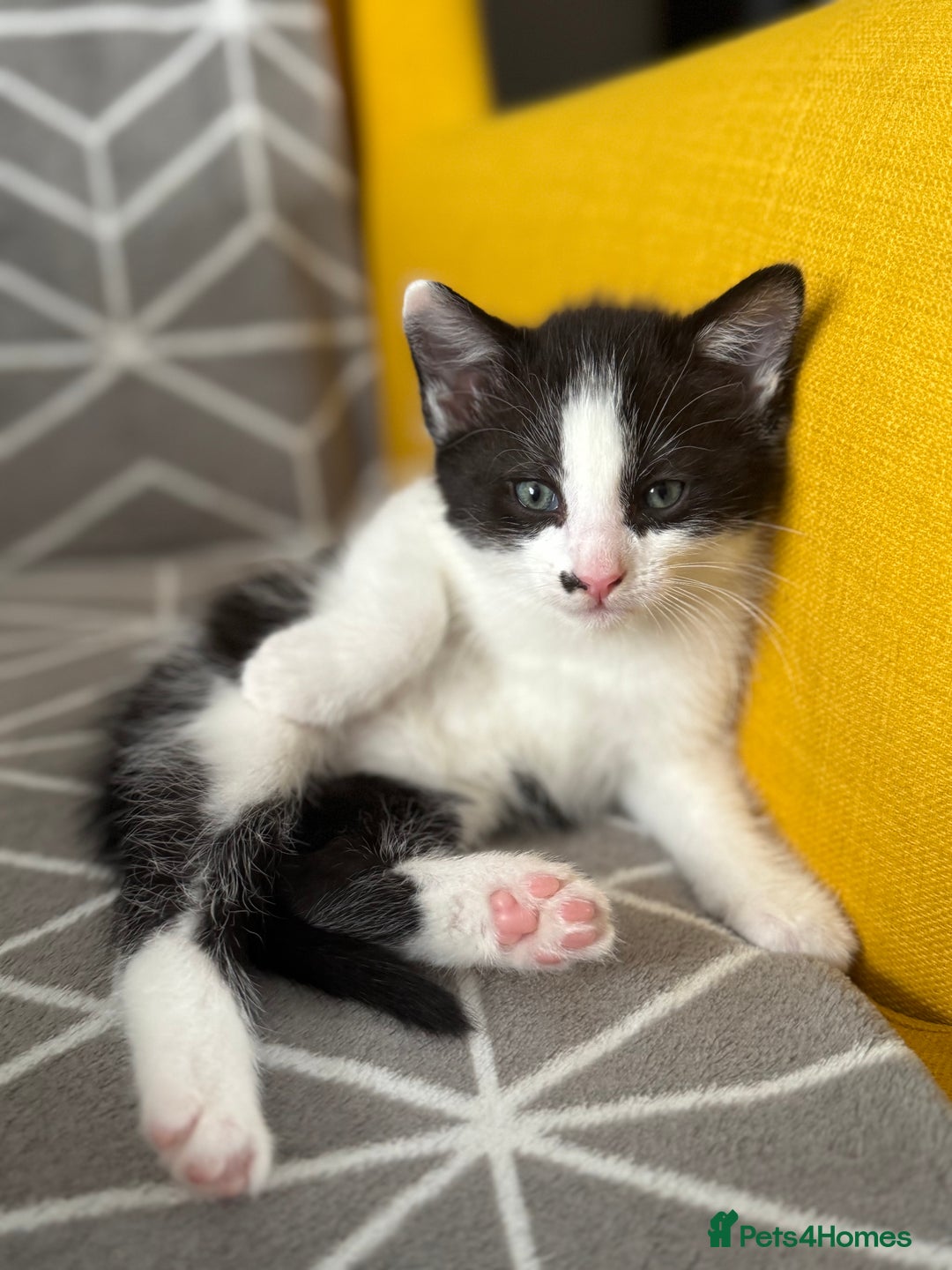 European cats for sale: Playful boy litter trained  - Image 1