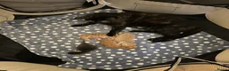 Mixed Breed cats for sale: Sweet boy ready to find his home - Advert 2