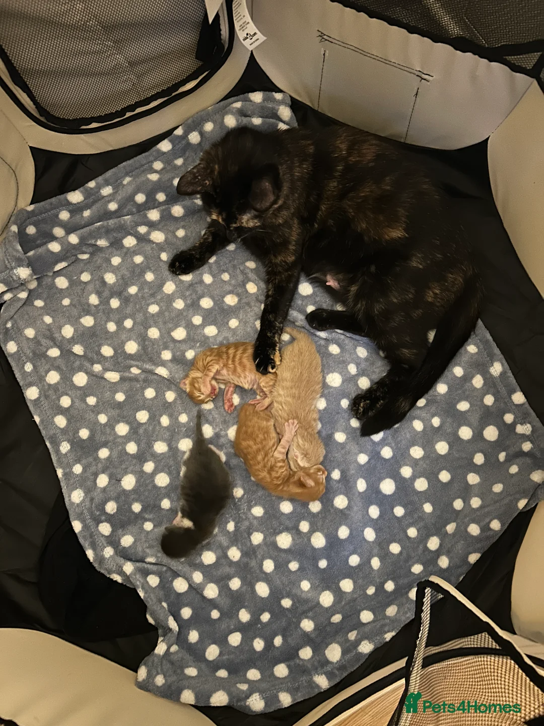 Mixed Breed cats for sale: Sweet boy ready to find his home - Advert 2