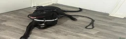 Labrador Retriever dogs for sale: Maggie Labrador mix collie in Waltham Cross - Advert 4