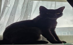 Domestic Shorthair cats for sale: Free neutered family friendly cat for a good home  - Image 7
