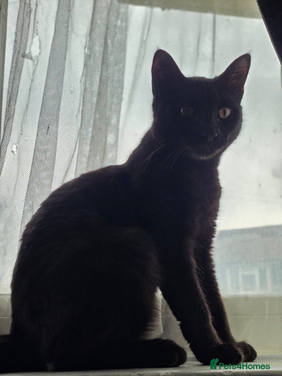 Domestic Shorthair cats for sale: Free neutered family friendly cat for a good home  - Image 7