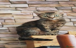 Mixed Breed cats for sale: Gorgeous cross bengal girl - Image 1