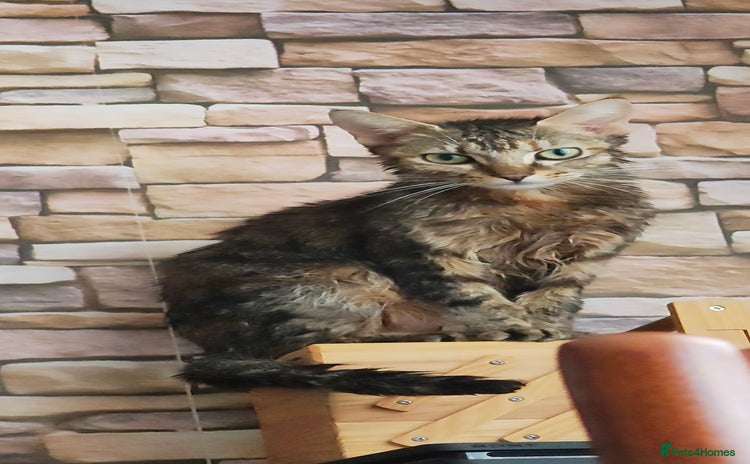Mixed Breed cats - Advert 1