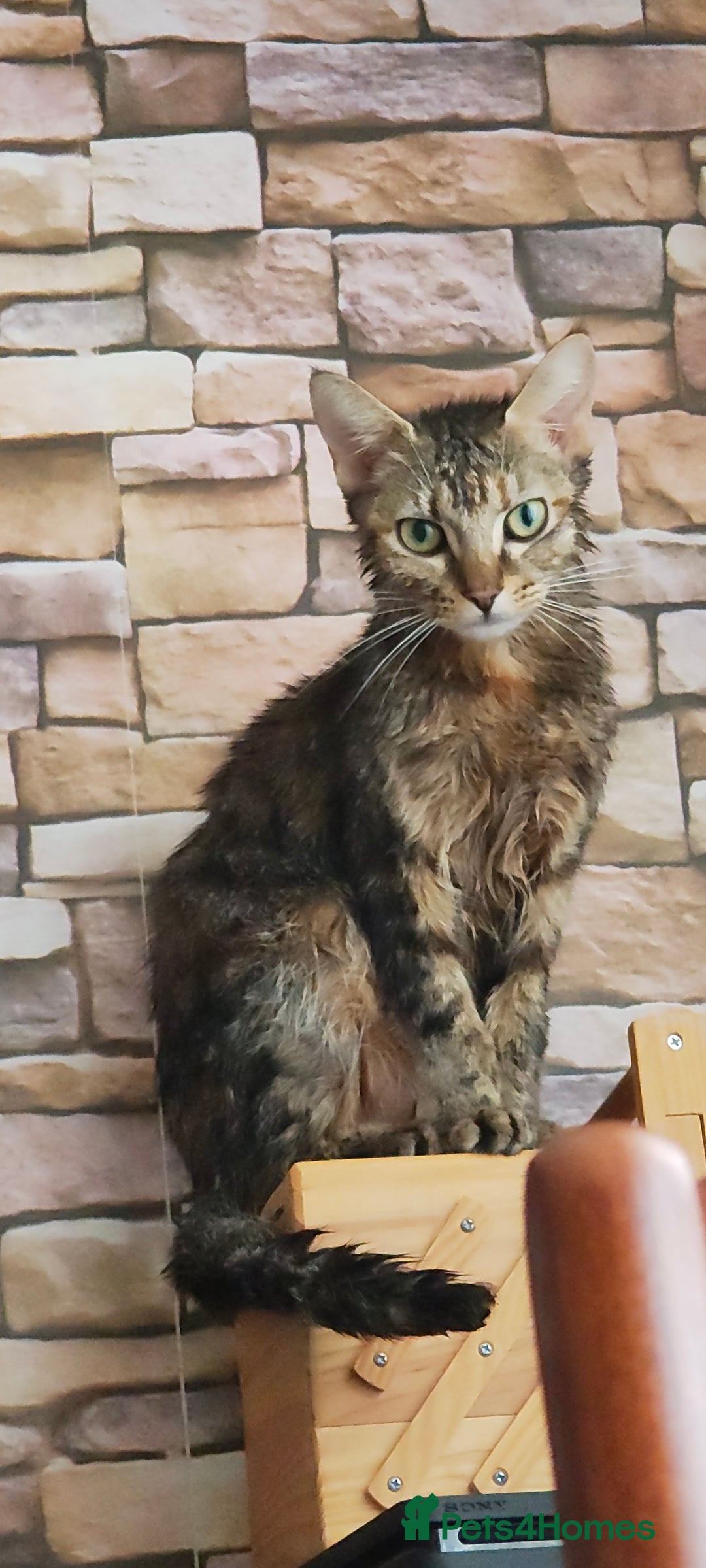 Mixed Breed cats for sale: Gorgeous cross bengal girl - Image 1