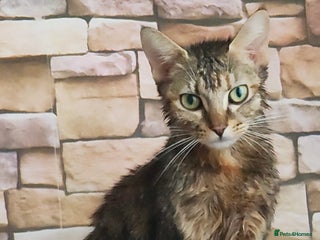 Mixed Breed cats - Advert 29