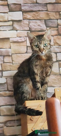 Mixed Breed cats - Advert 10