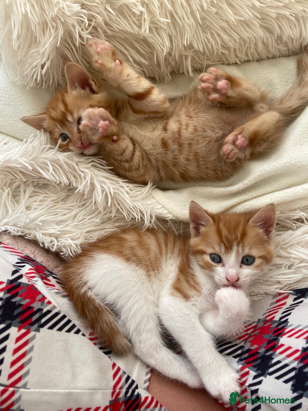 Mixed Breed cats for sale: 3 gorgeous ginger kittens available  - Image 6