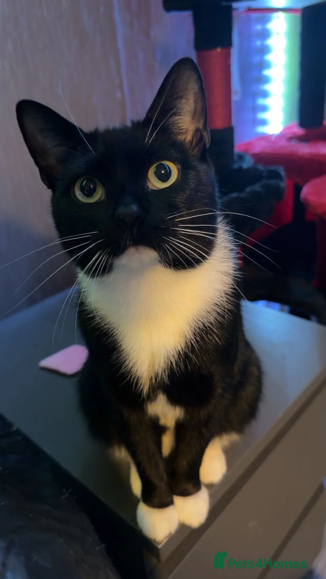 American Shorthair cats for sale: tuxedo cat - Advert 2