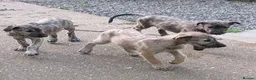 Irish Wolfhound dogs for sale: Irish Wolfhound puppies  - Advert 25