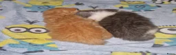 Mixed Breed cats for sale: 2 bouncy baby boys - Advert 7