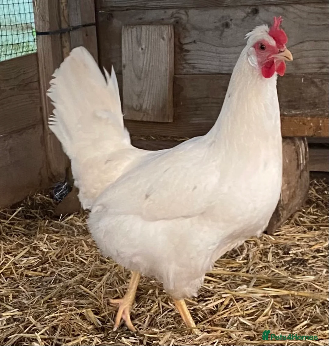 Chickens poultry for sale: Point of Lay Chickens  - Advert 5