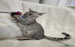 Bengal cats for sale: Bangal Kittens  - Image 19