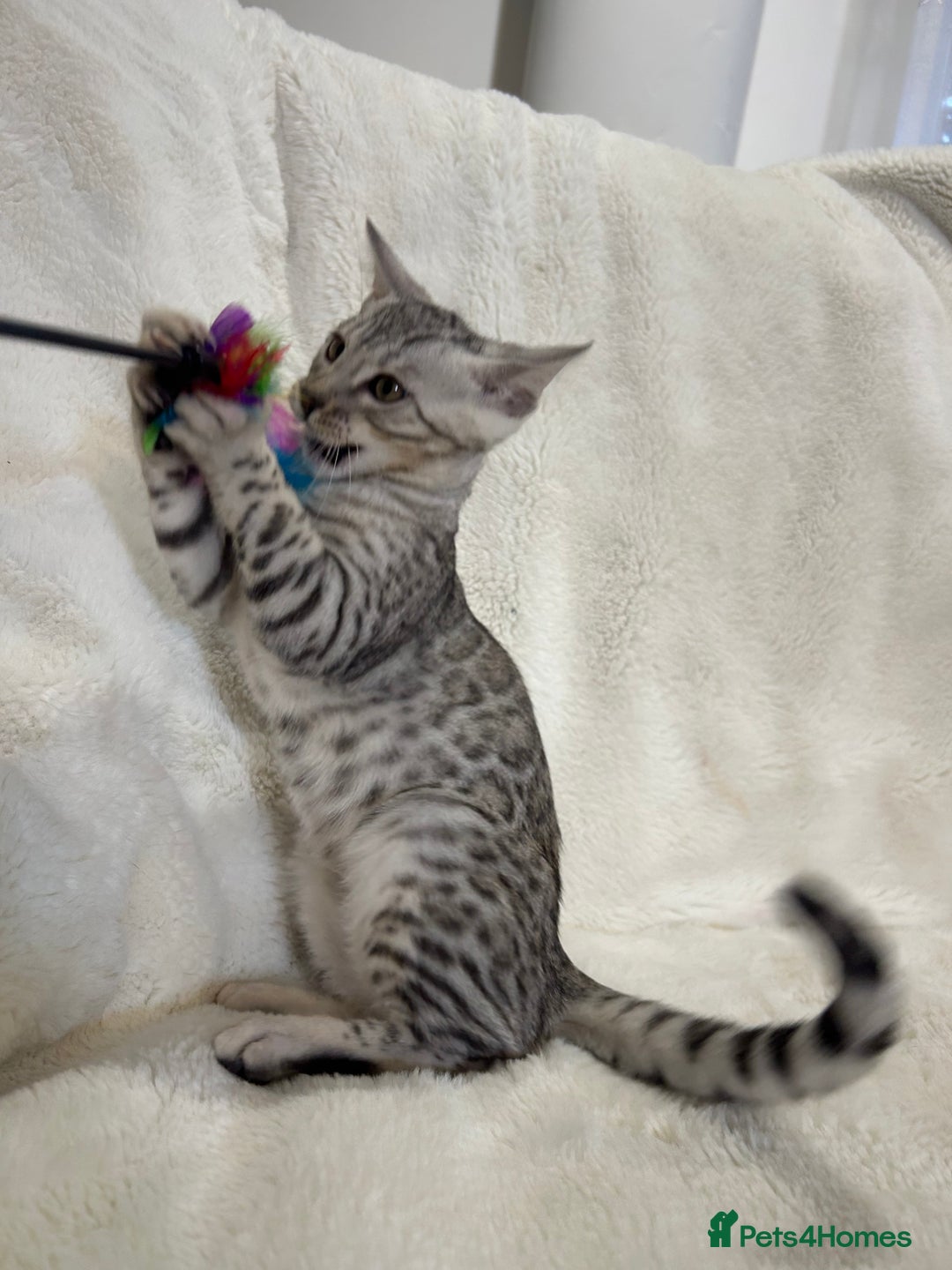 Bengal cats for sale: Bangal Kittens  - Image 19