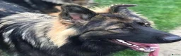 German Shepherd dogs for sale: KC Registered German Shepard Boy 🐾🐾🐾 - Advert 6