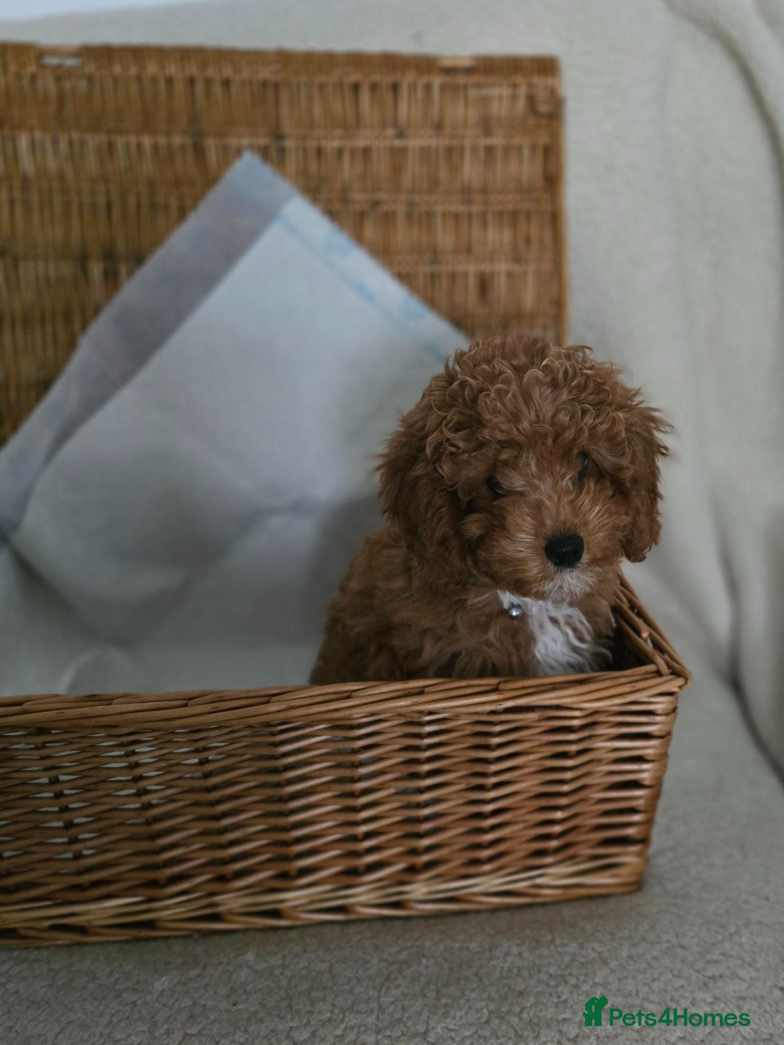 Cavapoo dogs One Toy Cavapoo's Left - Girl - Advert 2