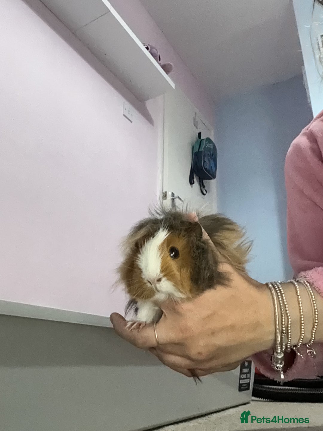 Guinea Pig rodents for sale: 2 female guinea pigs and large cage. - Image 3