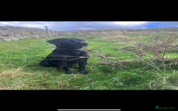 Labrador Retriever dogs for stud: Koba  - Image 2