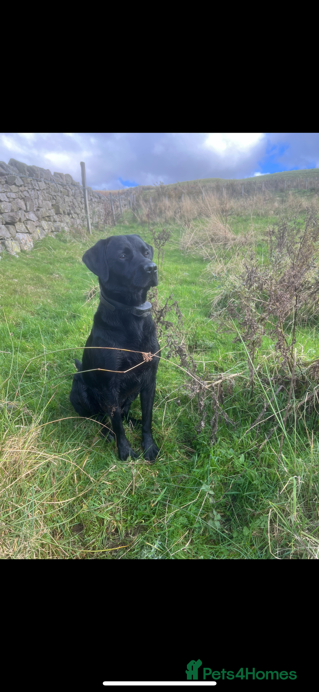 Labrador Retriever dogs for stud: Koba  - Image 2