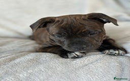 Staffordshire Bull Terrier dogs for sale: 🩷Last 1 remaining beautiful Staffy Brindle Girl🩷 - Image 9