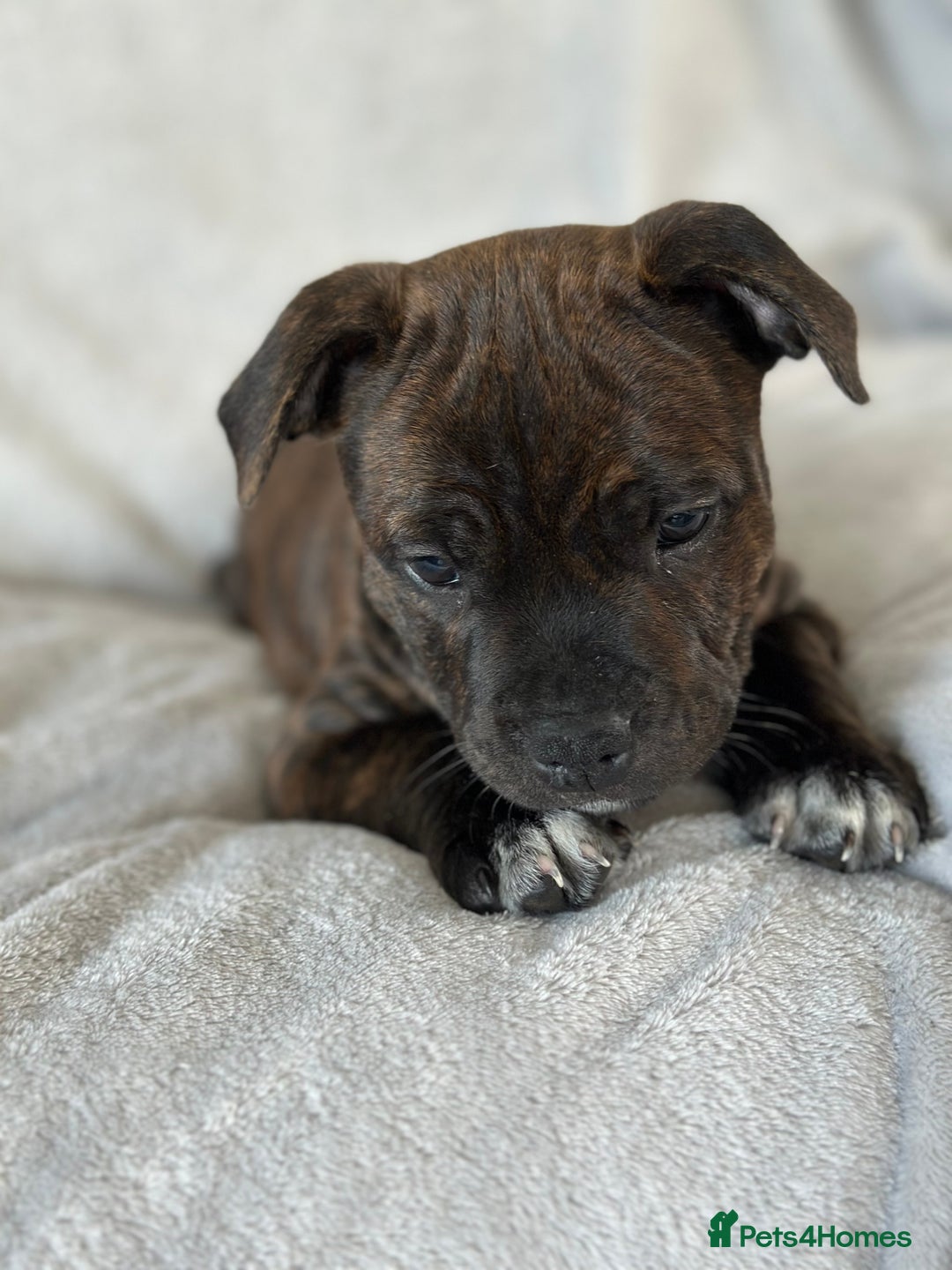 Staffordshire Bull Terrier dogs for sale: 🩷Last 1 remaining beautiful Staffy Brindle Girl🩷 - Image 9