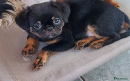 Mixed Breed dogs for sale: Gorgeous Griffychin boy - Image 3